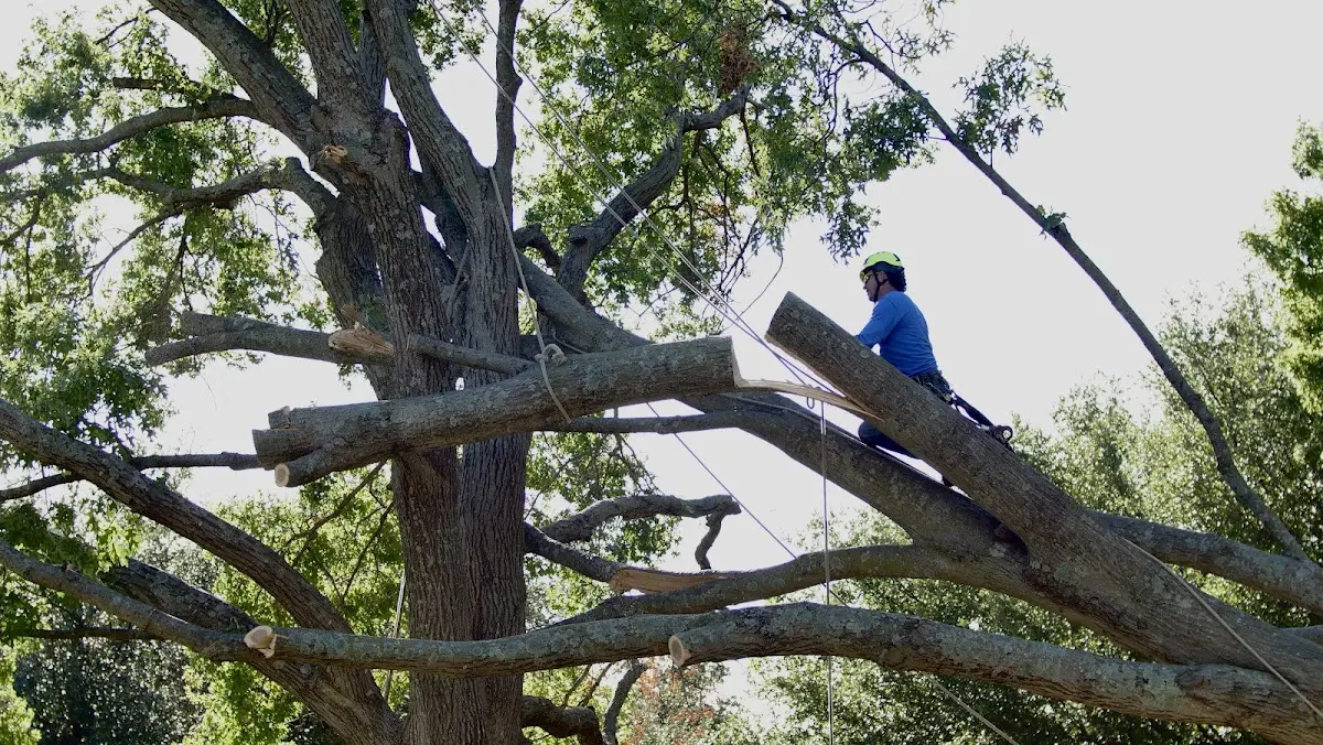Professional Crown Thinning performed by certified arborists in Summerland