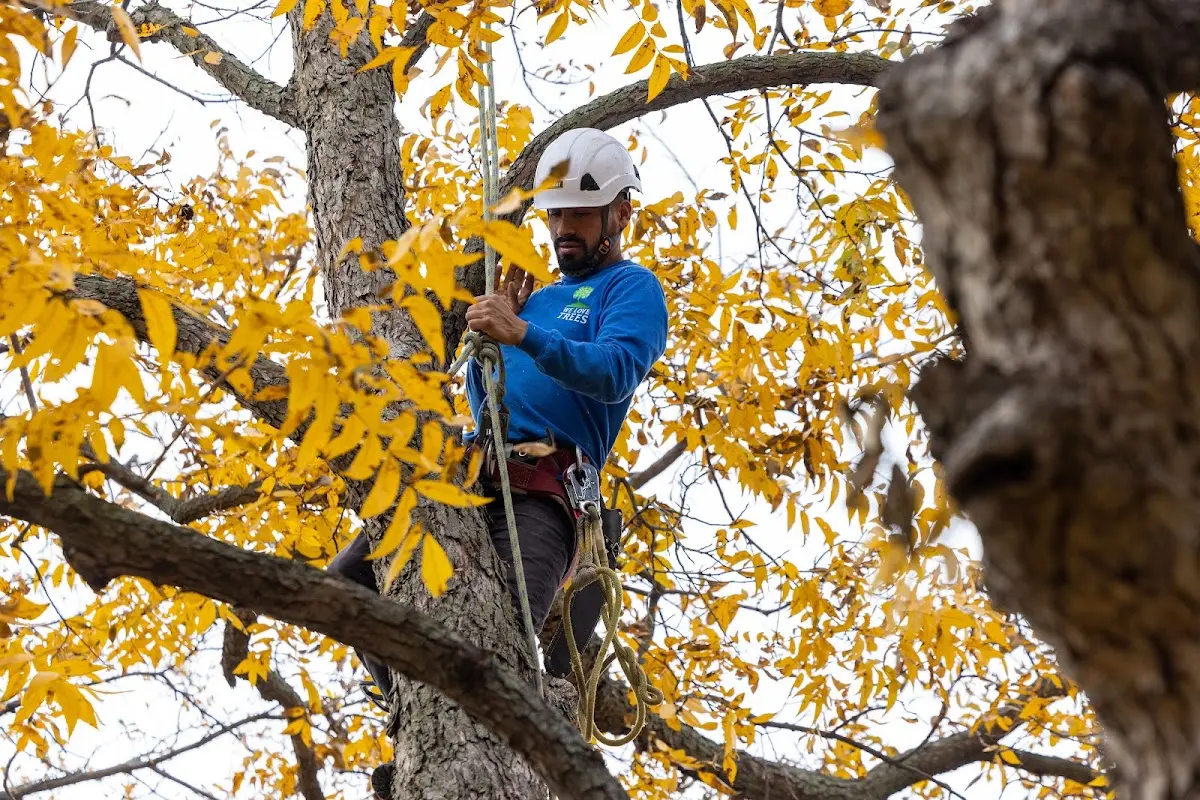 Skilled Storm Damage Cleanup crew working in Summerland